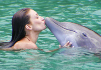 dolphin cove tour